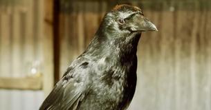 Crows Bring Gifts To Kind Eight-Year-Old Who Has Fed Them For Four Years