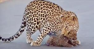Viewers Fall In Love With Leopard Cubs Learning To Cross Road