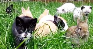 Des chatons élevés avec des lapins qui sautillent comme des lapins