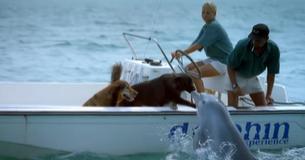 Perro que está en el mar con su familia recibe un impresionante regalito de un delfín