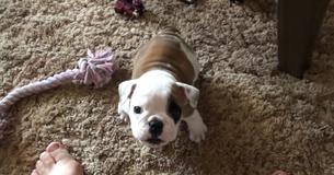 La petit bouledogue s'énerve contre son père humain