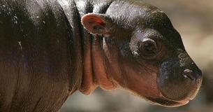 First Endangered Pygmy Hippo Born At San Diego Zoo In Three Decades
