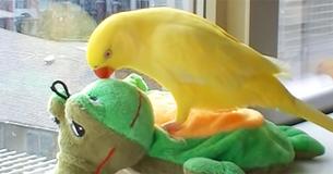 Parkiet houdt zoveel van z'n knuffel dat je hem uit schattigheid zelf wil gaan knuffelen