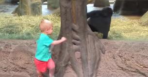 Un bébé gorille et un bambin jouent une partie mignonne de "cache cache" au zoo