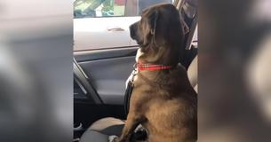 Un chien donne à sa mère sa version du "traitement silencieux" après avoir fait sa première visite décourageante chez le dentiste