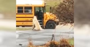 Un énorme chien attend chaque matin pour s'assurer que les enfants de son propriétaire montent dans le bus scolaire en toute sécurité