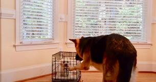 Une maman propriétaire des chiens filme secrèteme le moment où son intelligent berger allemand aide un petit chiot maltais à s'échapper