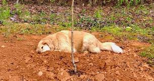 Un chien à trois pattes pleure ses amis morts en se couchant à côté de leur tombe