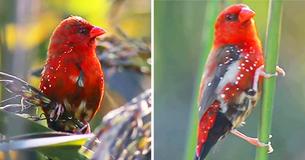 Le bengali rouge est l'oiseau le plus doux jamais vu