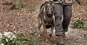 Air Force Searching For Loving Homes To Adopt Retired Military Dogs