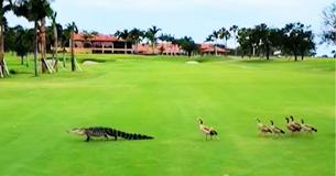 Video Shows Family Of Geese Chased Alligator Off Golf Course In Florida