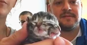 Mutant Baby Cat Born With Two Faces And 'Eats From Different Mouths'