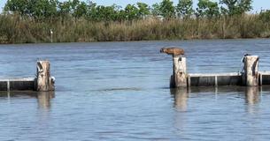 Lynx probeert gigantische sprong over het water te maken