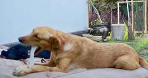 Abandoned Pup Survived In The Sewers For Months Before Getting Her Second Chance