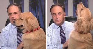 Meteorologist's Boisterous Dog Is A Fun Work-From-Home Interruption