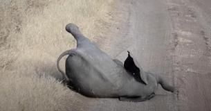 Une mère contrôle la crise de colère d'un bébé éléphant grâce à une méthode parentale classique