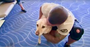 Veteran Has Moving Reunion With Retired Military Dog Who Served With Him In Combat