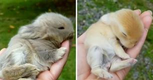 Adorably Small Handheld Bunnies Are Just Right For Therapy