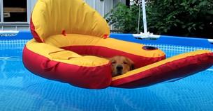 Golden Retrievers Know How To Unwind At Pool