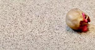 Armadillo Rolls On The Ground With Its Favorite Pink Toy