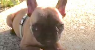 Tiny French Bulldog Puppy Has Defied The Odds