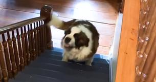 Forgotten 130-Pound Shelter Dog Takes First Steps Into New Forever Residence