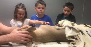 Un pitbull de 8 mois s'est opposé à un serpent venimeux pour sauver sa famille mais a finalement sacrifié sa propre vie - "Je lui dois la vie de mon fils".