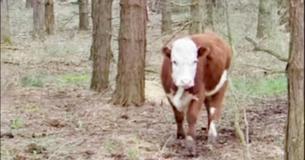 Une famille de cerfs vivant dans une forêt enneigée adopte un petit veau qui s’est échappé d’un abattoir