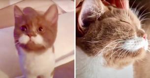 Gringo The Mustached Cat Has Internet Falling in Love With Him