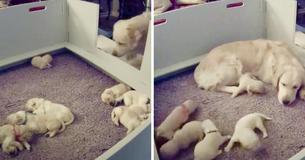 La caméra montre la maman du Golden Retriever qui va réconforter son petit qui ne peut pas la trouver