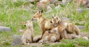 Supermom Of The Year Award Should Go To Fox Mom Of 13 Kits