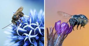 Long-Lost Mega-Rare Blue Bee Is Rediscovered