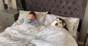 Husky wacht totdat baasje vertrekt zodat hij kan knuffelen