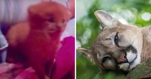 Woman Finds Abandoned Cat And Keeps Him For Months Only To Learn He’s Actually Wild Puma Species