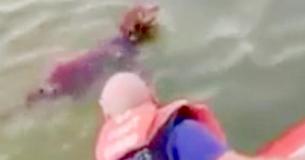 Dog Found 200 Yards Offshore Rescued By Coast Guard