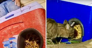 Man Collects Discarded Coolers And Transforms Them Into Warm Homes For Stray Cats During Winter
