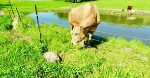 Une maman vache demande à un homme de l'aider à sauver son veau nouveau-né