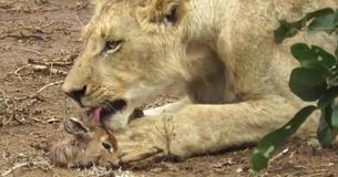 Un lion fait preuve d'une insondable compassion envers le jeune veau d'antilope