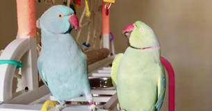 Deux perroquets amoureux participent à une adorable conversation de type humain
