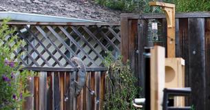 Man Invents Ultimate Squirrel-Proof Bird Feeder