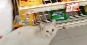Street-Smart Cat Leads Woman Into Supermarket To Buy Cat Food So She Adopts Him