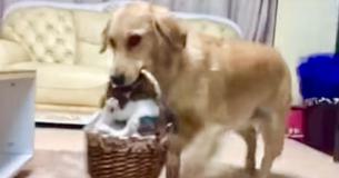 Rescue Tabby Falls Head Over Heels In Love With Golden Retriever