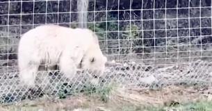 Ultra Rare White Grizzly Bear Spotted Near Tourist Resort