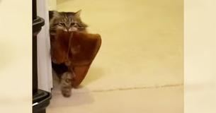 Schattige, geadopteerde kat toont waardering aan mama door haar dagelijks haar slippers te brengen.