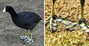Bird Species Has Unique Feet Which Look Like Feathers