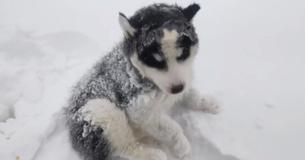 Husky Puppy Rescued By Kind-Hearted Vlogger