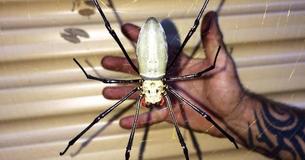 Un homme trouve une araignée géante mangeuse d'oiseaux devant son garage