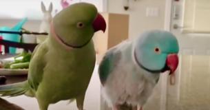Des perroquets affectueux participent à une remarquable discussion humaine