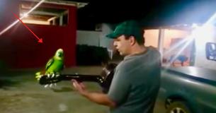 Un homme commence à jouer de la guitare puis son perroquet se joint à lui pour une performance magique