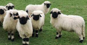 People Have Called Black Nose Sheep The "Cutest Sheep In The World"